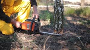 Best Tree Trimming and Pruning  in Amador Pines, CA